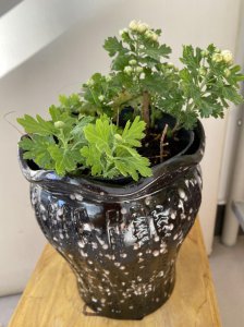 有哪些花盆不适合种花 多年养花经验分享 这三种盆最好别用