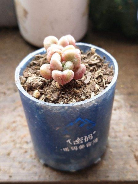 有哪些花盆不适合种花