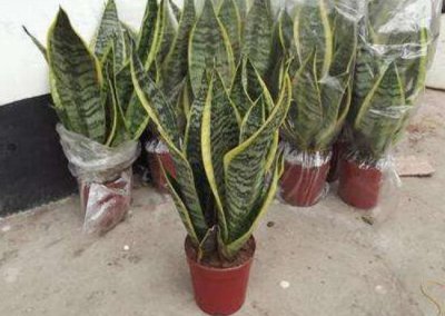 虎皮兰叶子干瘪发软怎么办 虎皮兰叶子干瘪发软处理方法
