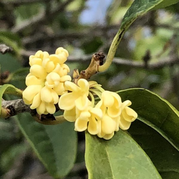 桂花家里怎么养