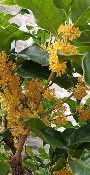 桂花家里怎么养