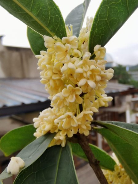 桂花家里怎么养