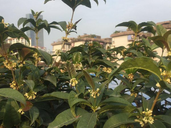 桂花家里怎么养