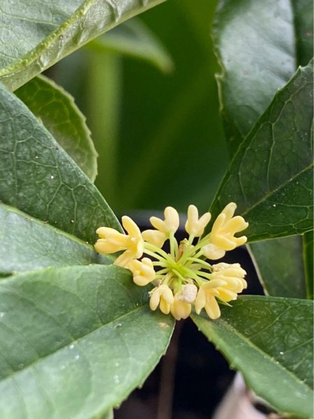桂花家里怎么养