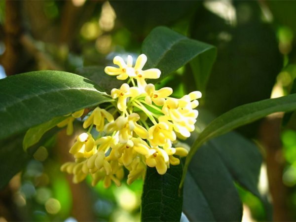 桂花家里怎么养