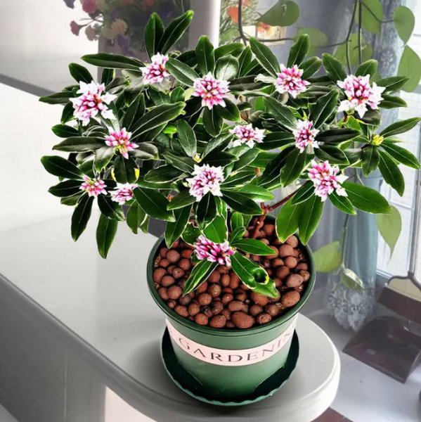 瑞香是什么花