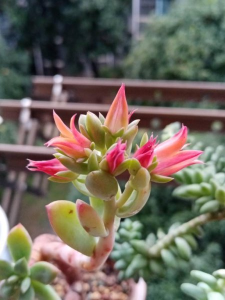 多肉开花是好事还是坏事
