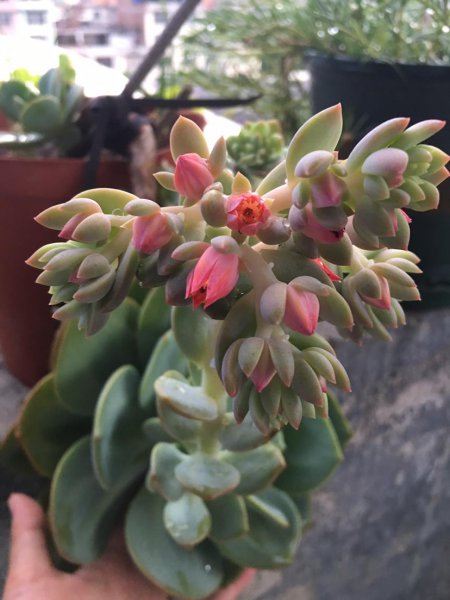 多肉开花是好事还是坏事
