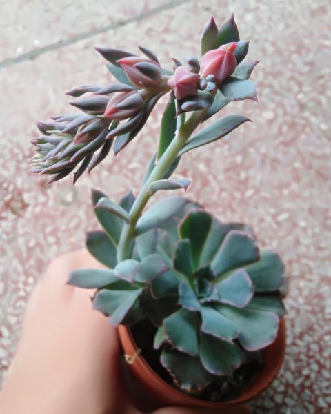 多肉开花是好事还是坏事