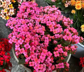 温度低也能开得植物有哪些 4种适合低温也能正?？ǖ闹参?/></i><h2>温度低也能开得植物有哪些 4种适合低温也能正?？ǖ闹参?/h2><p>小编带来的是温度低也能开得植物有哪些和4种适合低温也能正?？ǖ闹参锘ɑ芊矫娴闹?，一起跟随绿植迷网小编看看吧！冬天温度低也不怕，有些花温</p></a></li>
            <li><a href=