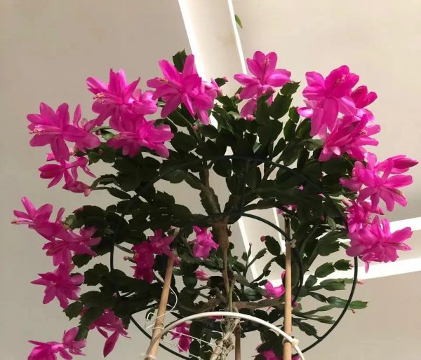 温度低也能开得植物有哪些