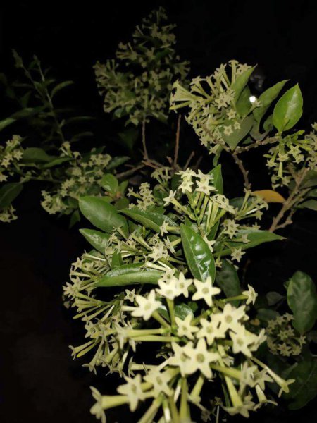 晚上开花的植物有哪些晚上才开