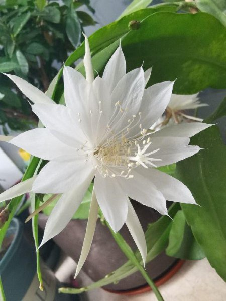 晚上开花的植物有哪些晚上才开
