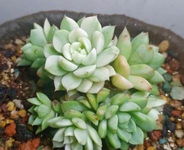 新手选购多肉要注意什么 给多肉新手的建议