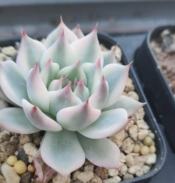 新手选购多肉要注意什么