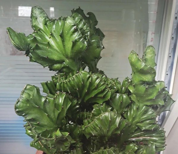 开花丑的植物有哪些
