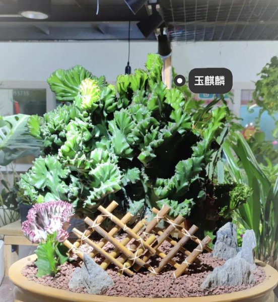 开花丑的植物有哪些