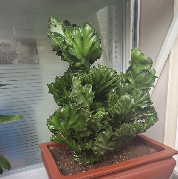 开花丑的植物有哪些