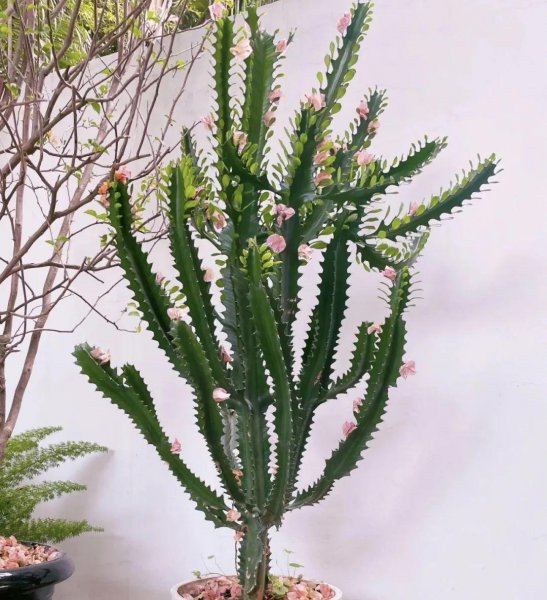 开花丑的植物有哪些