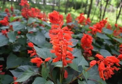 一串红开花漂亮吗 一串红开花特点及养护方法