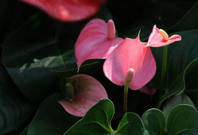 粉掌怎么养才能四季开花 详解粉掌正确的养护方法