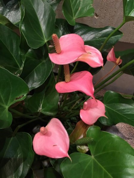 粉掌怎么养才能四季开花