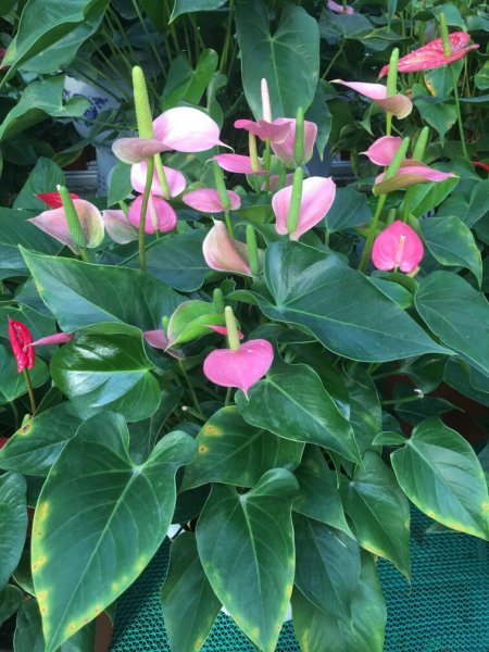 粉掌怎么养才能四季开花
