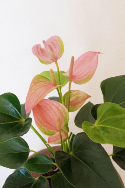 粉掌怎么养才能四季开花