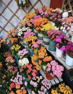 春天长寿花开败后怎么办 详解长寿花春季开花养护技巧