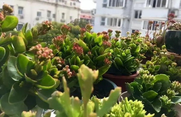 春天长寿花开败后怎么办