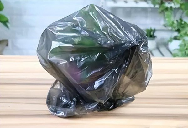 春天长寿花开败后怎么办