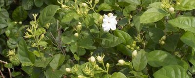 茉莉花怎么能培养出小苗 了解茉莉花小苗培育的3种方法