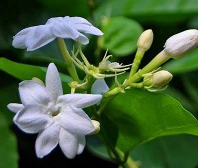 茉莉花怎么能培养出小苗