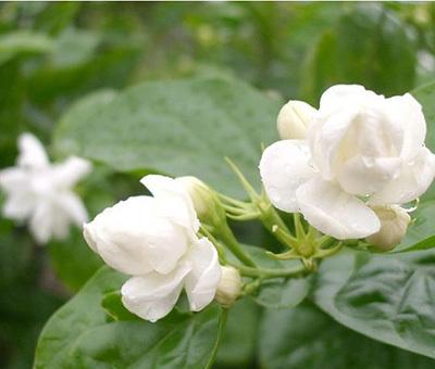 茉莉花怎么能培养出小苗