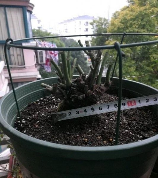 月季老桩好不好