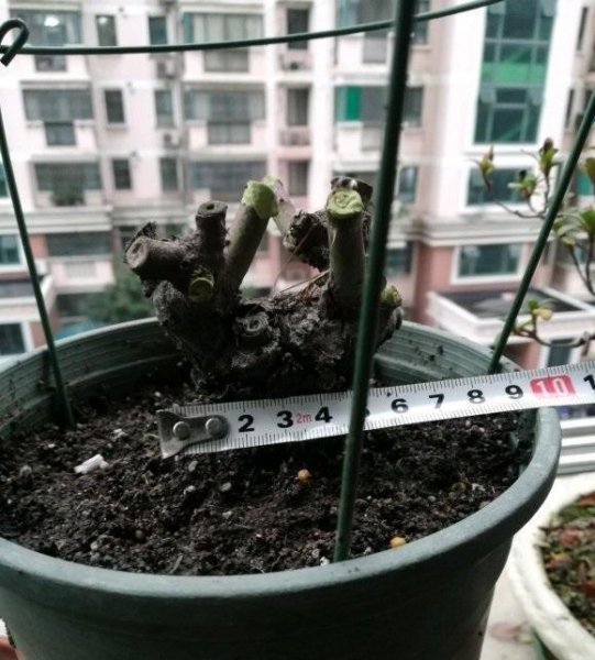 月季老桩好不好
