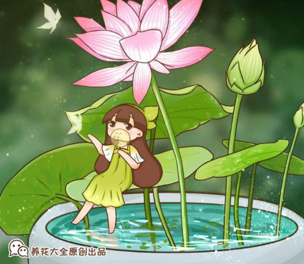 碗莲秋季怎么养