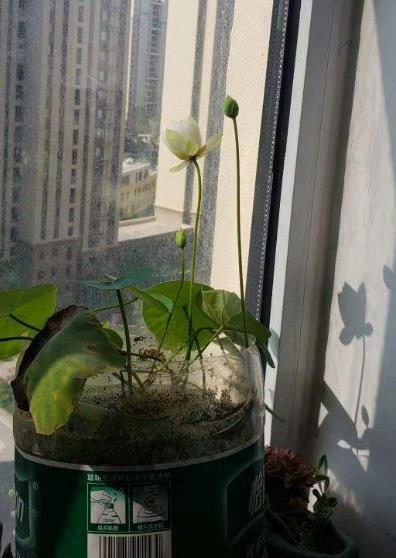 碗莲秋季怎么养
