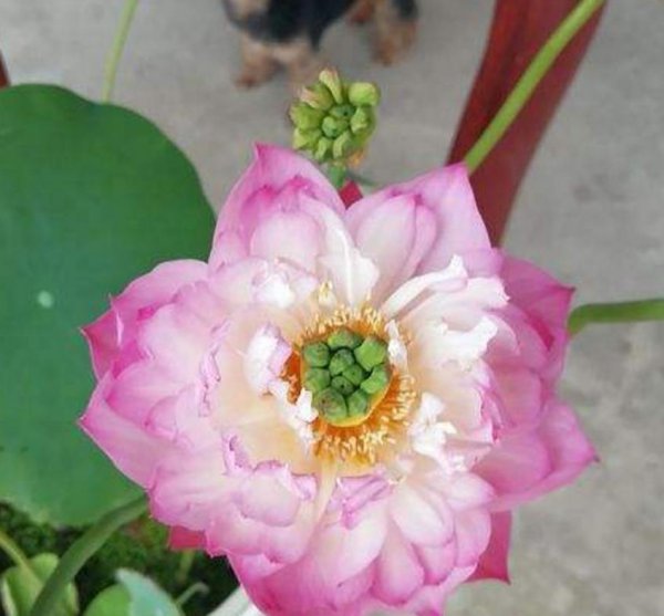 碗莲秋季怎么养