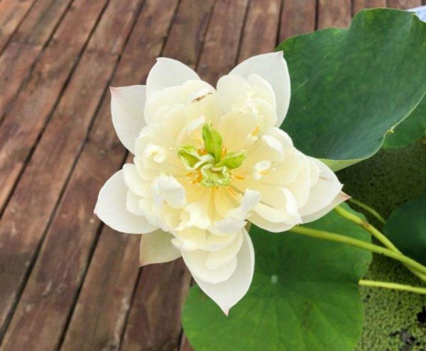 碗莲秋季怎么养