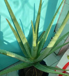 养什么花对身心健康有好处 推荐4种养身花