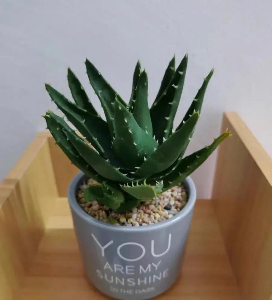 养什么花对身心健康有好处