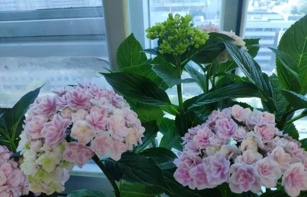 刚买的绣球需要注意什么