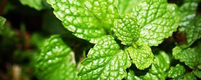 薄荷夏天怎么养 详解薄荷夏季正确养护方法