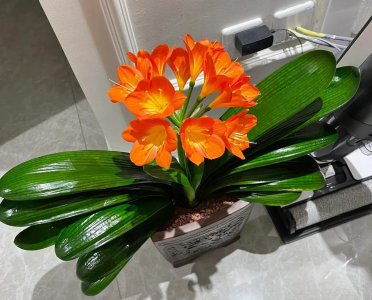 花期是冬季的花有哪些 有关冬季不开花的解决办法