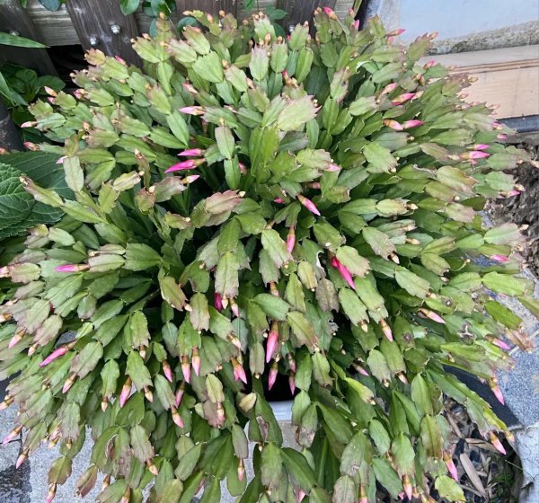 花期是冬季的花有哪些