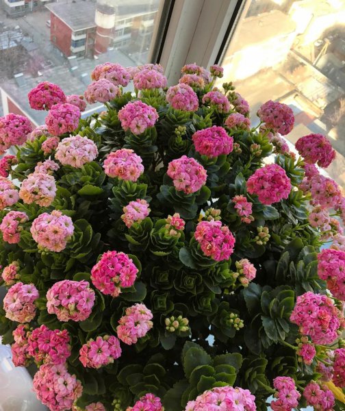 花期是冬季的花有哪些