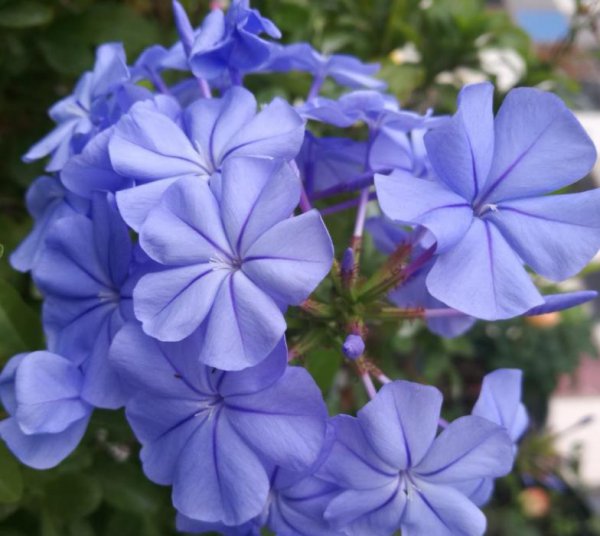 蓝雪花怎么养才能花朵爆盆