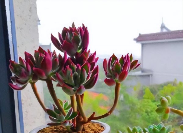锦晃星怎么养护才能爆盆
