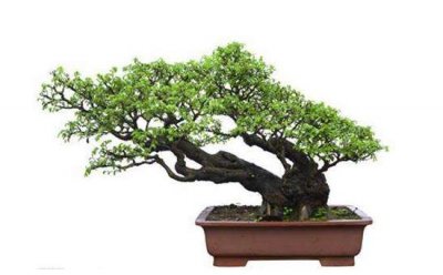 盆栽罗汉松怎么养 盆栽罗汉松的正确养护方法